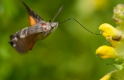 Kolibrievlinder - 002